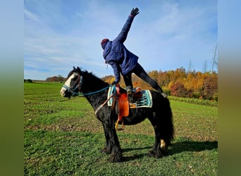 Tinker, Merrie, 12 Jaar, 145 cm, Zwart