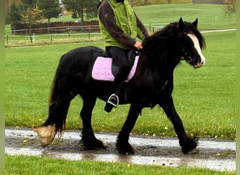 Tinker, Merrie, 12 Jaar, 146 cm, Zwart