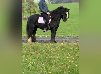 Tinker, Merrie, 12 Jaar, 146 cm, Zwart