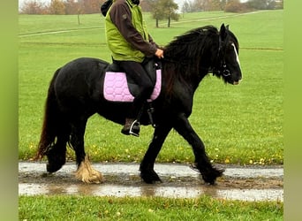 Tinker, Merrie, 12 Jaar, 146 cm, Zwart