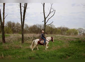 Tinker, Merrie, 12 Jaar, 147 cm, Tobiano-alle-kleuren