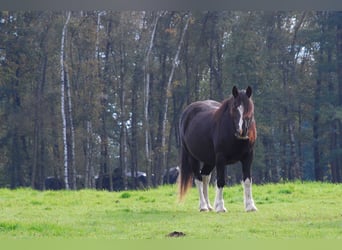 Tinker Mix, Merrie, 12 Jaar, 148 cm, Gevlekt-paard