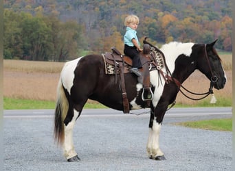 Tinker Mix, Merrie, 12 Jaar, 150 cm, Gevlekt-paard