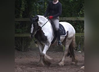 Tinker, Merrie, 12 Jaar, 152 cm, Gevlekt-paard
