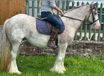 Tinker, Merrie, 12 Jaar, 152 cm, Roan-Red