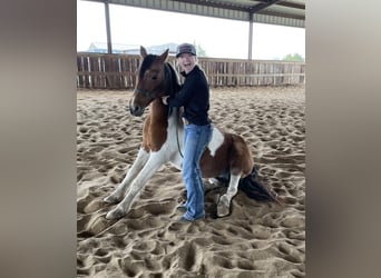 Tinker Mix, Merrie, 12 Jaar, Roodbruin