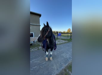 Tinker, Merrie, 13 Jaar, 141 cm, Gevlekt-paard