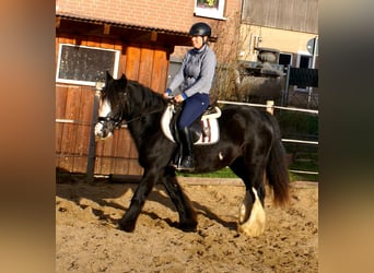 Tinker, Merrie, 13 Jaar, 142 cm, Zwart