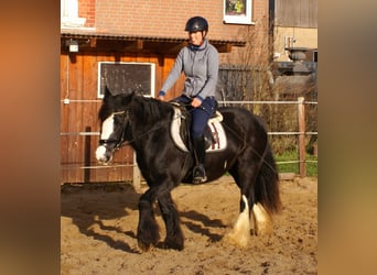 Tinker, Merrie, 13 Jaar, 142 cm, Zwart