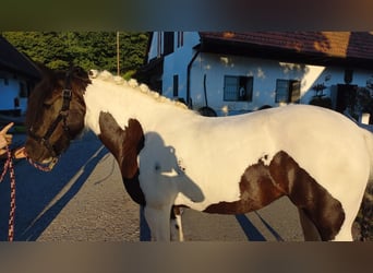 Tinker Mix, Merrie, 13 Jaar, 144 cm, Gevlekt-paard