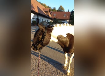 Tinker Mix, Merrie, 13 Jaar, 144 cm, Gevlekt-paard