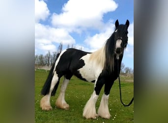 Tinker, Merrie, 13 Jaar, 146 cm, Gevlekt-paard