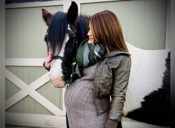 Tinker, Merrie, 13 Jaar, 147 cm, Gevlekt-paard