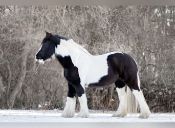 Tinker, Merrie, 13 Jaar, 147 cm, Gevlekt-paard