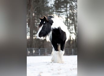 Tinker, Merrie, 13 Jaar, 147 cm, Gevlekt-paard