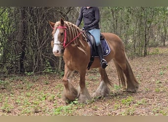 Tinker, Merrie, 13 Jaar, 150 cm, Donkere-vos