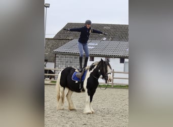 Tinker, Merrie, 13 Jaar, 152 cm, Gevlekt-paard