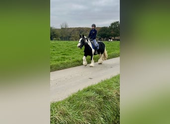 Tinker, Merrie, 13 Jaar, 152 cm, Gevlekt-paard