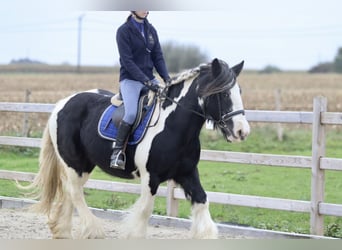 Tinker, Merrie, 13 Jaar, 152 cm, Gevlekt-paard