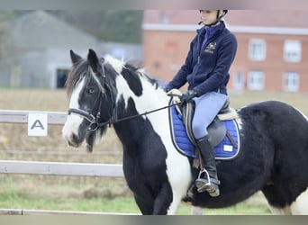 Tinker, Merrie, 13 Jaar, 152 cm, Gevlekt-paard