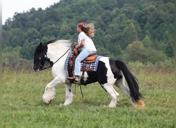 Tinker, Merrie, 13 Jaar, 152 cm, Tobiano-alle-kleuren
