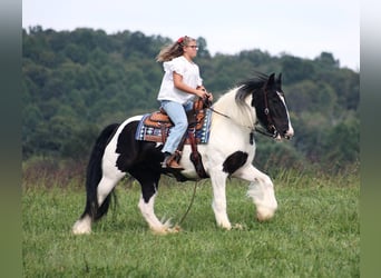 Tinker, Merrie, 13 Jaar, 152 cm, Tobiano-alle-kleuren
