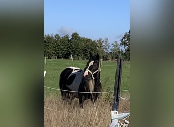 Tinker, Merrie, 14 Jaar, 143 cm, Gevlekt-paard