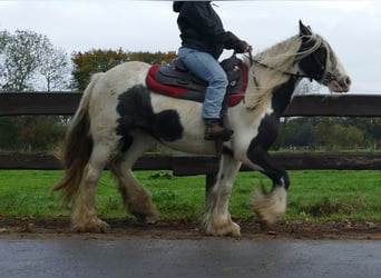Tinker, Merrie, 14 Jaar, 144 cm, Gevlekt-paard