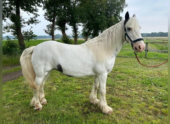Tinker, Merrie, 14 Jaar, 146 cm, Gevlekt-paard