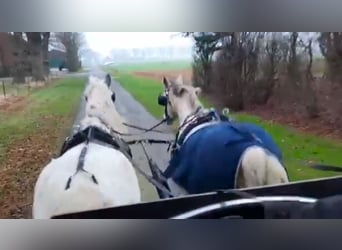 Tinker, Merrie, 14 Jaar, 146 cm, Gevlekt-paard