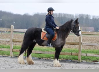 Tinker, Merrie, 14 Jaar, 146 cm, Zwart