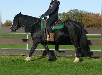 Tinker Mix, Merrie, 14 Jaar, 152 cm, Zwart