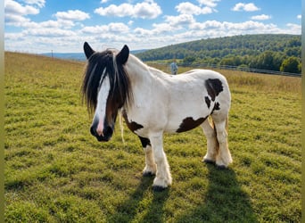 Tinker, Merrie, 14 Jaar, 155 cm, Gevlekt-paard