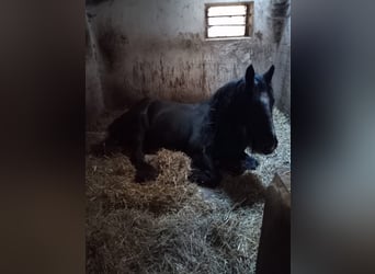 Tinker Mix, Merrie, 14 Jaar, 164 cm, Zwart