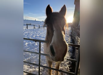 Tinker Mix, Merrie, 15 Jaar, 133 cm, Gevlekt-paard