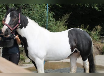 Tinker, Merrie, 15 Jaar, 140 cm, Gevlekt-paard