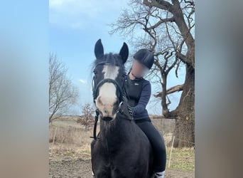 Tinker, Merrie, 15 Jaar, 140 cm, Zwart