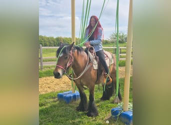 Tinker, Merrie, 15 Jaar, 142 cm, Bruin