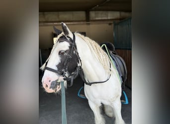 Tinker, Merrie, 16 Jaar, 130 cm, Gevlekt-paard