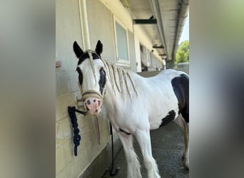 Tinker, Merrie, 16 Jaar, 130 cm, Gevlekt-paard