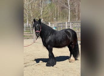 Tinker, Merrie, 16 Jaar, 138 cm, Zwart