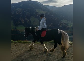 Tinker, Merrie, 16 Jaar, 140 cm, Appaloosa
