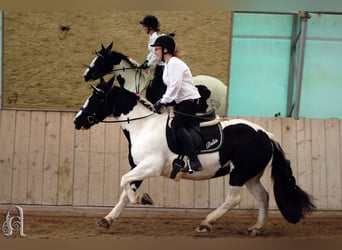 Tinker, Merrie, 16 Jaar, 140 cm, Gevlekt-paard