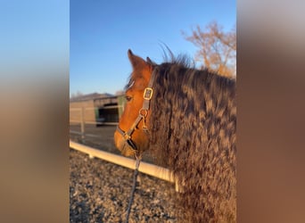 Tinker, Merrie, 16 Jaar, 145 cm, Bruin