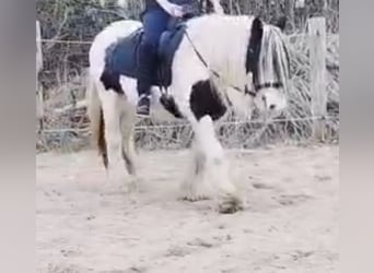 Tinker, Merrie, 16 Jaar, 145 cm, Gevlekt-paard