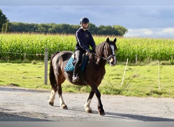 Tinker, Merrie, 16 Jaar, 148 cm, Bruin