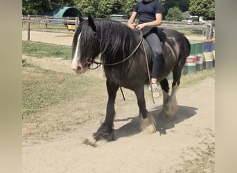 Tinker, Merrie, 16 Jaar, 148 cm, Zwart