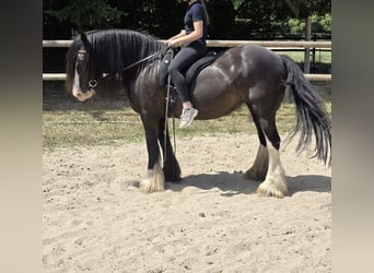 Tinker, Merrie, 16 Jaar, 148 cm, Zwart