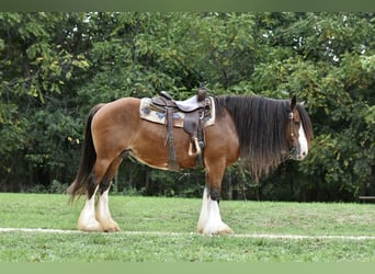 Tinker, Merrie, 16 Jaar, 155 cm, Roodbruin