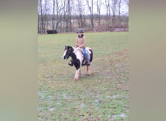 Tinker, Merrie, 17 Jaar, 125 cm, Gevlekt-paard